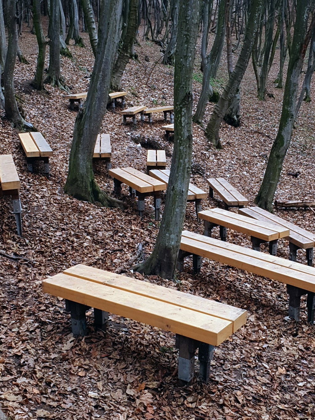 PĂDURE PARC FĂGET 1.0